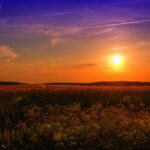 sunset, field, meadow